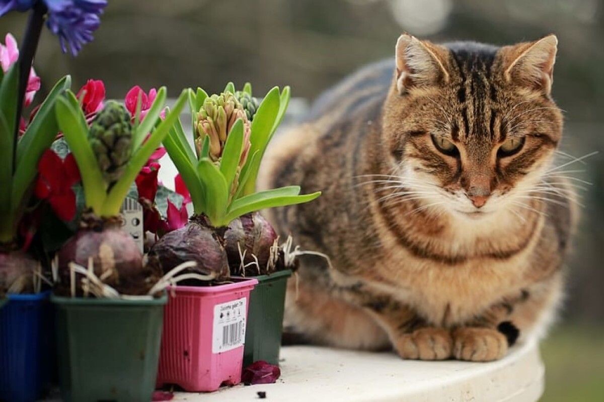 Когда садовый сезон окончен, вырастите гиацинты дома. Источник: Piqsels📷
