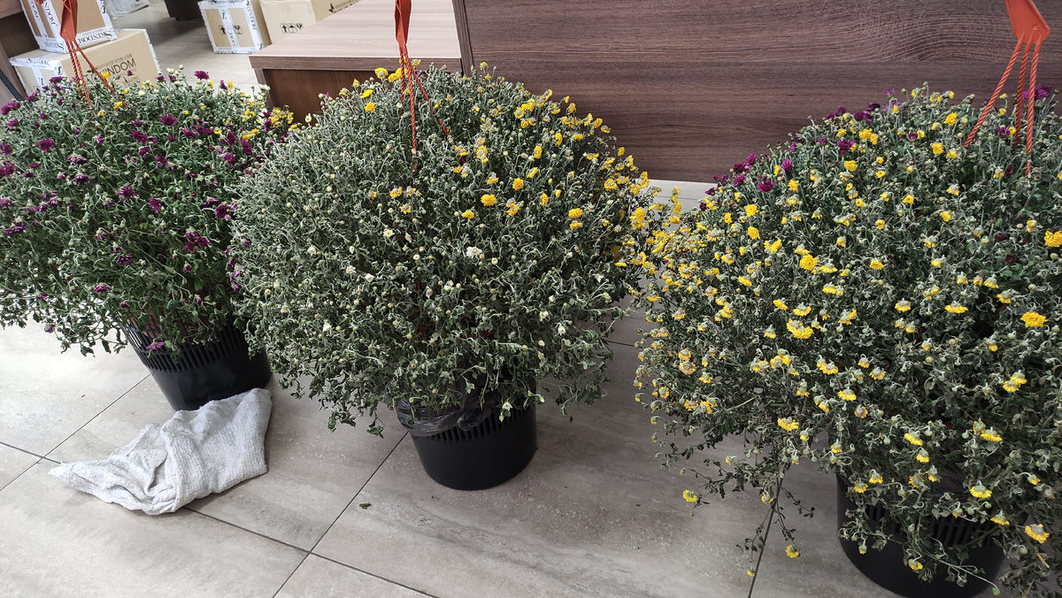 21 сентября 2023