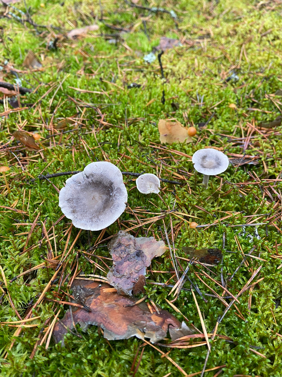 Горбатая лисичка