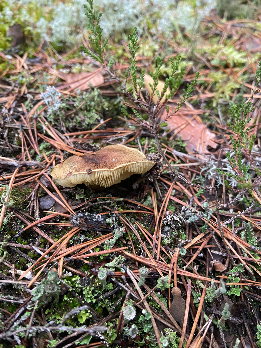 Зеленушка с первого выезда