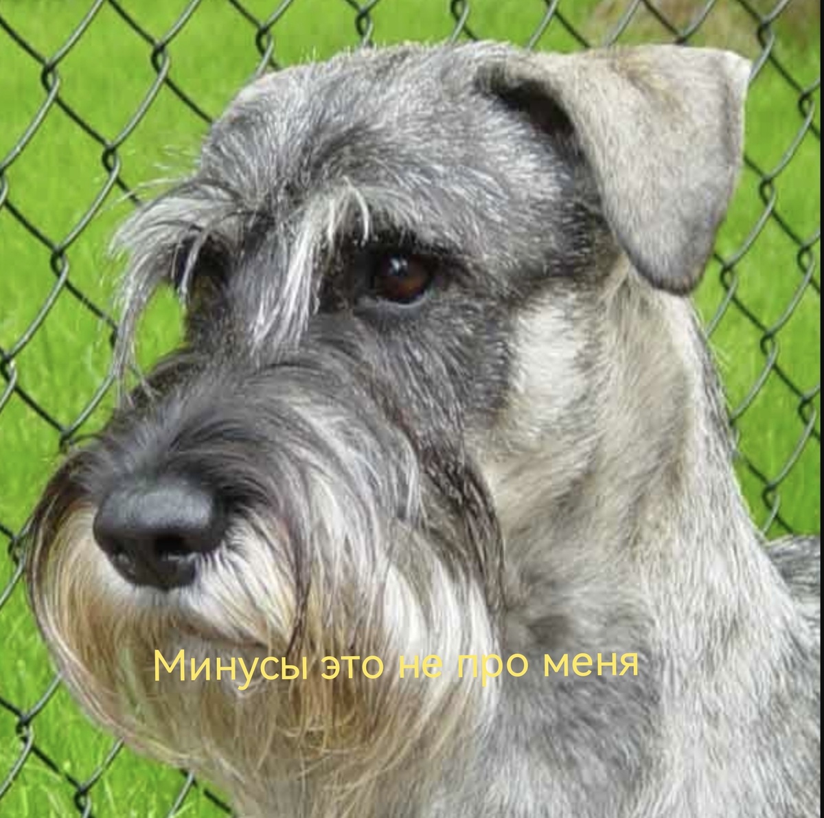 фото из яндекса , а надпись сделана самим.