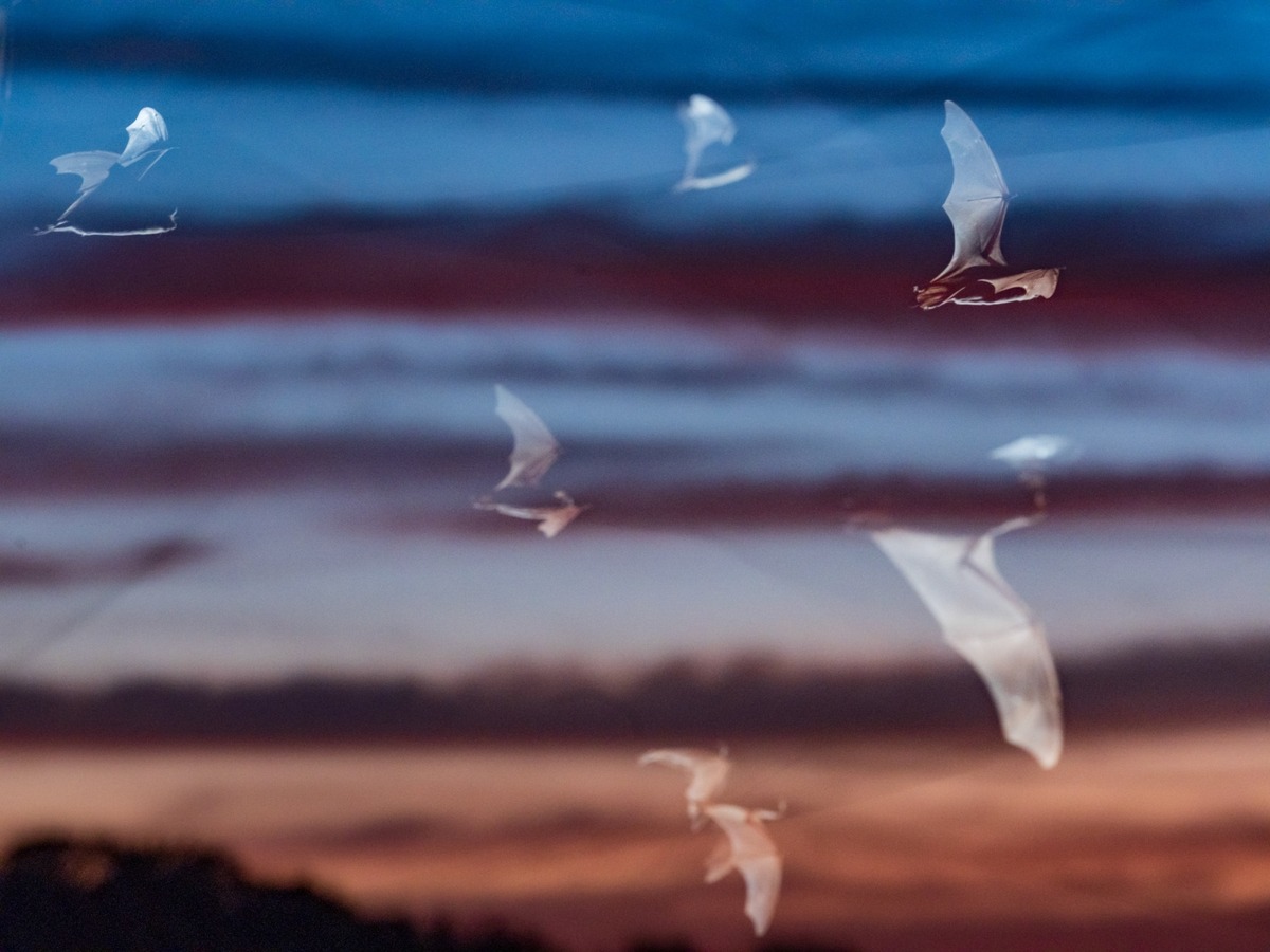 Каждый год примерно от 10 до 12 миллионов мексиканских свободнохвостых летучих мышей прилетают в пещеру Фрио, чтобы родить и вырастить детёнышей, прежде чем вернуться в Мексику на зиму.В Техасе обитает 33 вида летучих мышей, что делает его одним из самых разнообразных штатов по количеству видов летучих мышей.