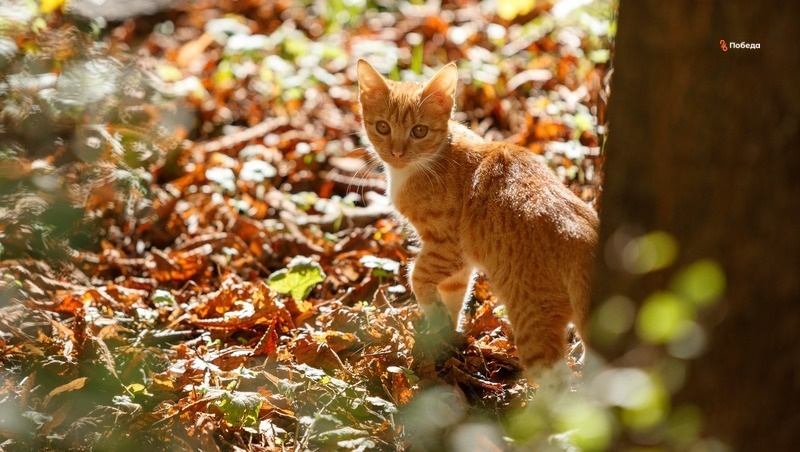      Фото: Дмитрий Ахмадуллин / / ИА «Победа26»