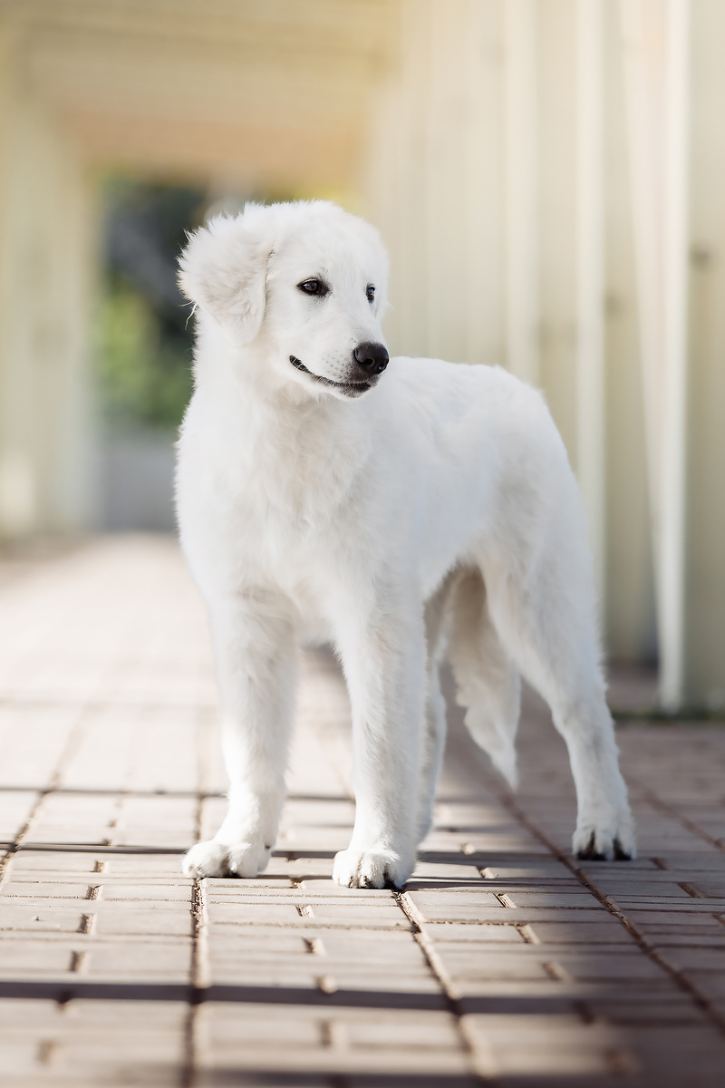 На фото щенок девочка помёт B от Свет Посада Элен и Астар Ирон Кинг