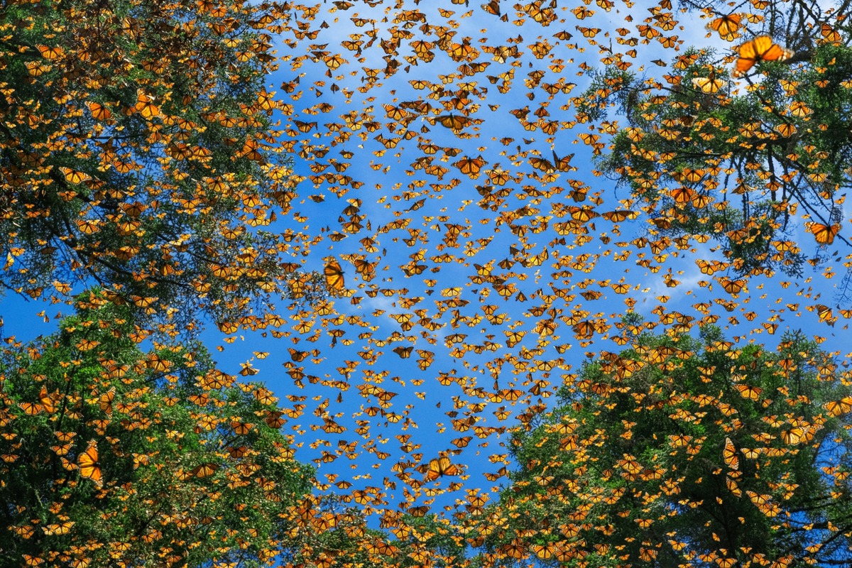 Бабочки порхают среди деревьев в Эль-Росарио, заповеднике в биосферном заповеднике бабочек-монархов в Мичоакане, Мексика.ФОТОГРАФИЯ ХАЙМЕ РОХО