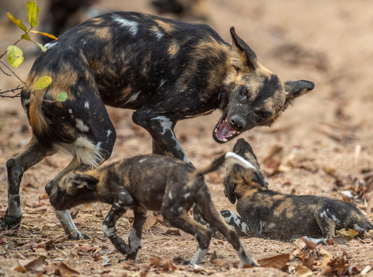 Африканские дикие собаки находятся под угрозой исчезновения, в частности из-за потери среды обитания. Но благодаря инвестициям местных жителей популяция этих так называемых окрашенных собак стабилизировалась в специальном заповеднике Ниасса в Мозамбике. В сентябре мы сообщали, что там насчитывается около 350 собак в 35 стаях.Фотография Томаса Пешака
