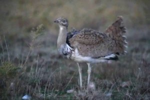    Фото: Минприроды Калмыкии