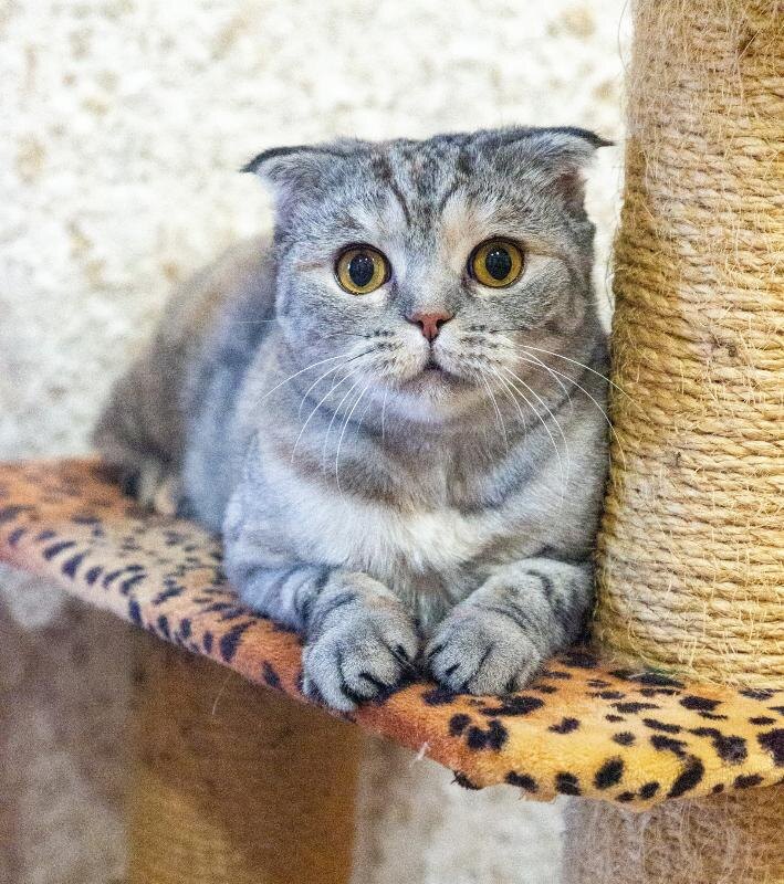    Волонтеры ОД «Дай лапу» приглашают познакомиться со своими подопечными