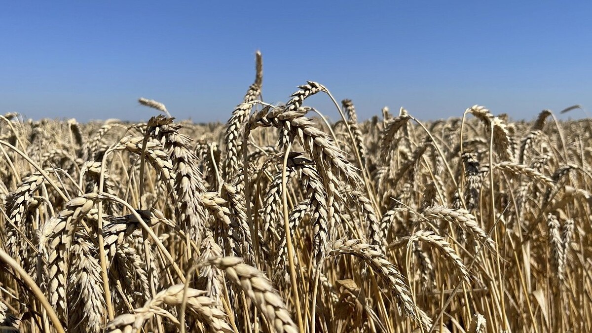    Фото: телеканал «Краснодар»