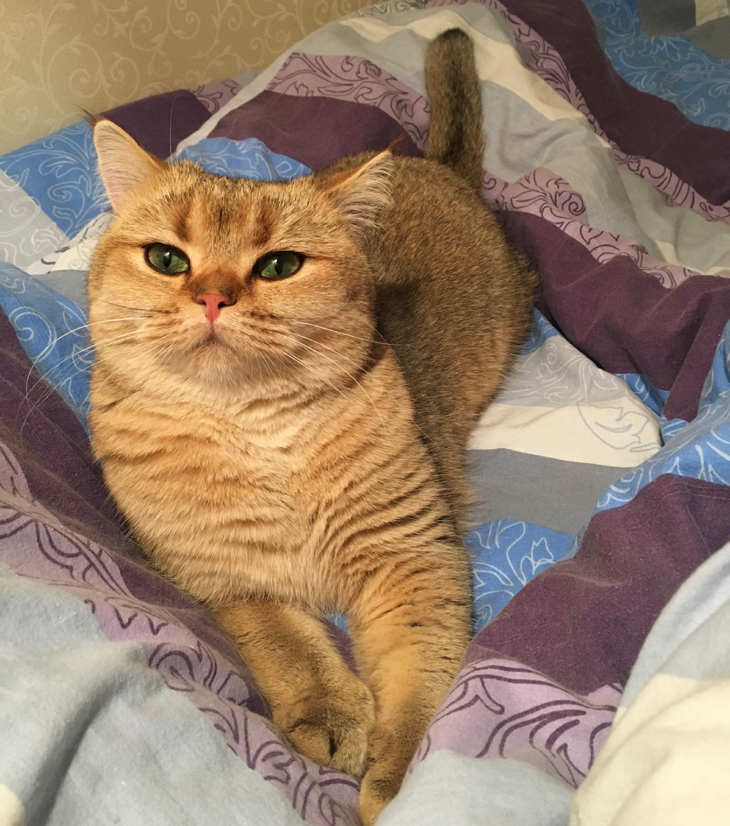 Наша девчонка. Здесь еще малышка, на этом фото ей 2 года.