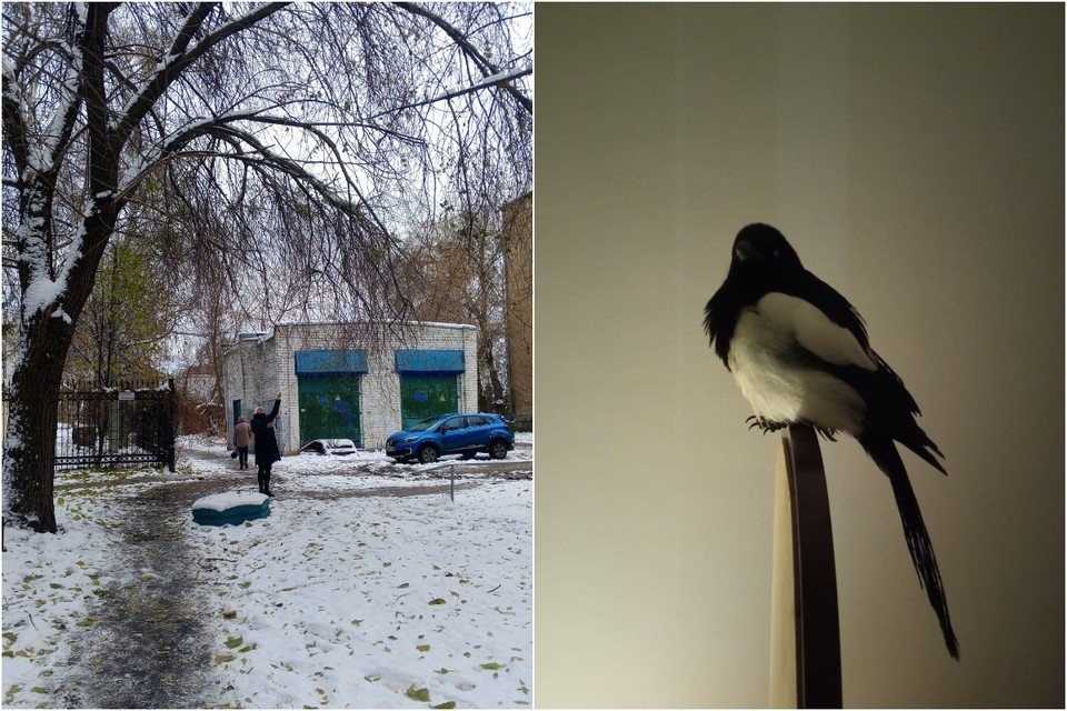   Сорока домашняя, ее зовут Лиза. Фото: Виктория ОВЧИННИКОВА.