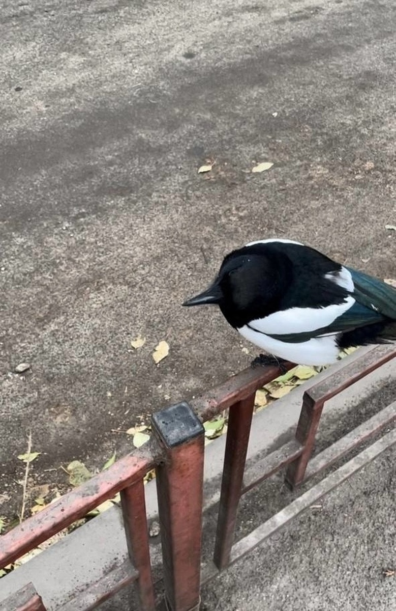    Сорока совсем не боится людей. Фото: ВКонтакте «Я потерялся».