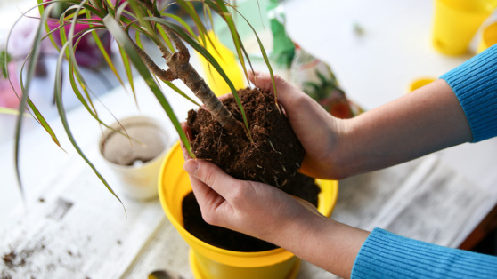    Как понять, нужно ли пересаживать комнатное растение: советы и нюансы Алина Городниченко
