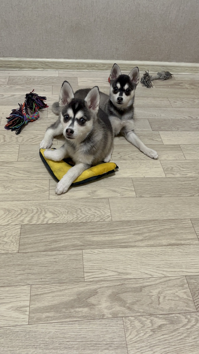 Наши щенки Аляскинский кли кай