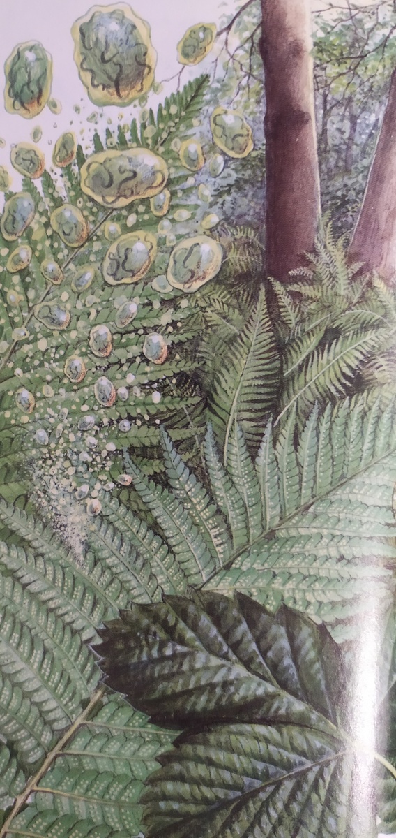 Споры папоротника