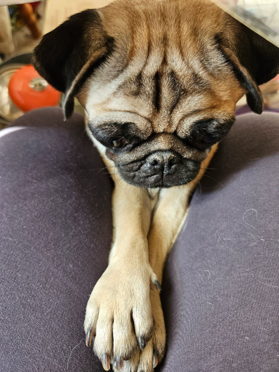 Что снится мопсам и людям?