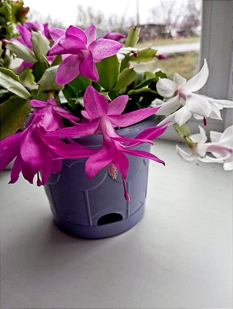 Два цветочка в одном горшочке