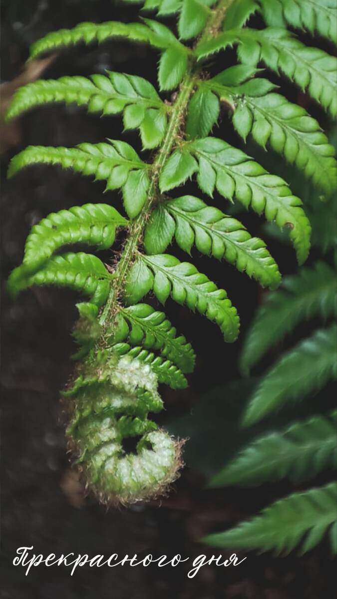 фото ОльгаКалинник