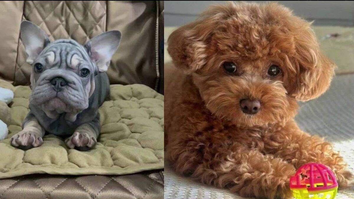    Элитных щенков продают в Уфе за полмиллиона рублей