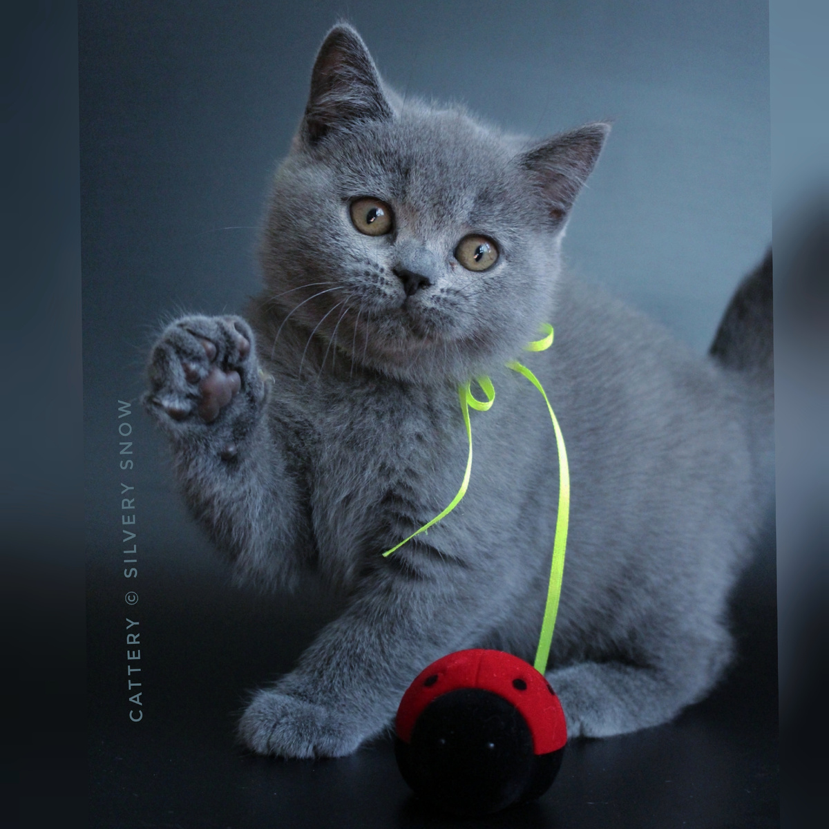 Голубой британский котёнок. Питомник британских кошек Silvery Snow