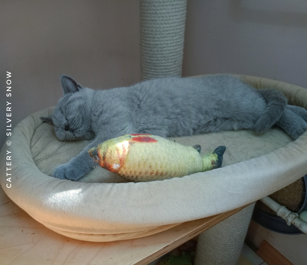 Голубой британский котёнок. Питомник британских кошек Silvery Snow