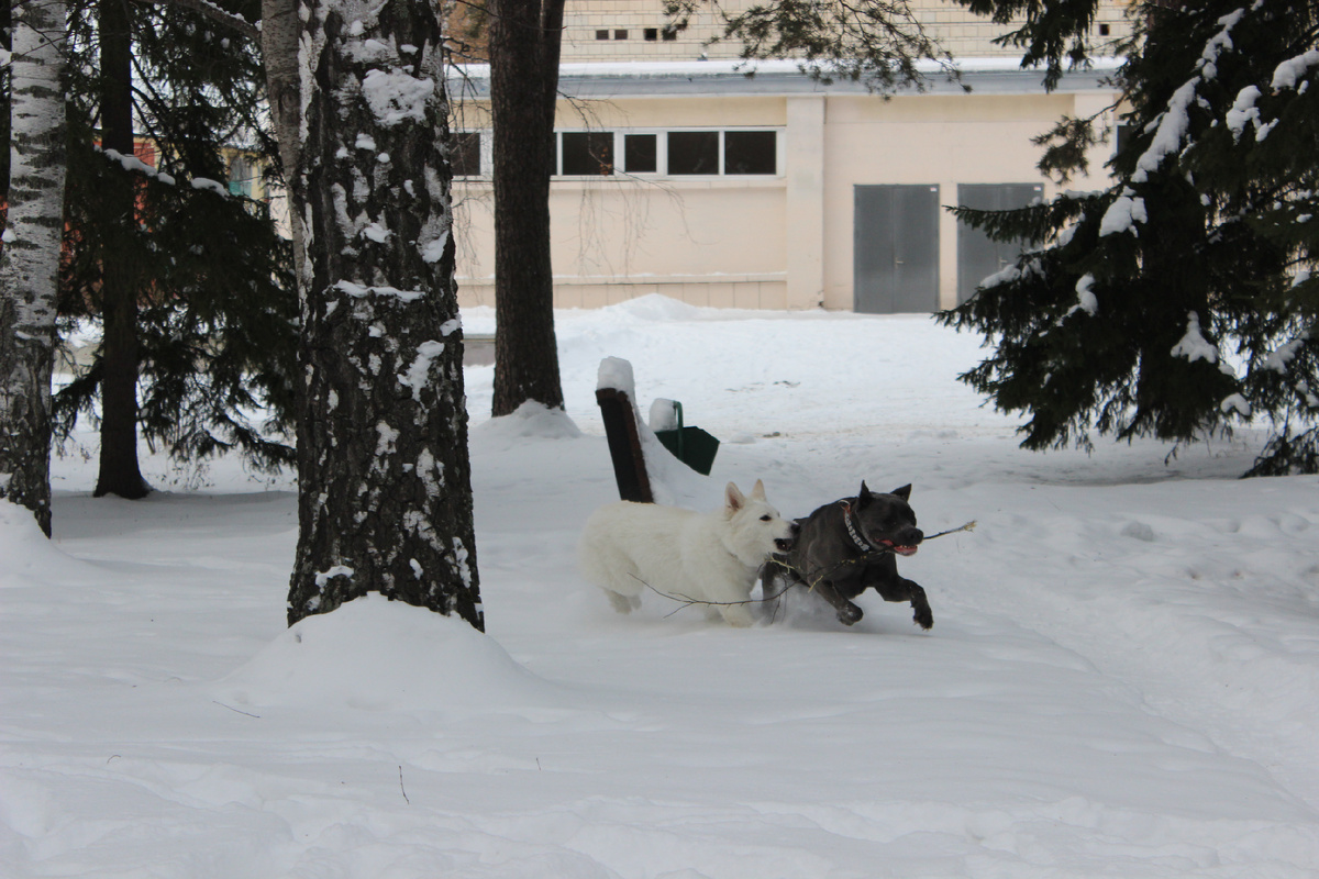 Юки и Фирин играют