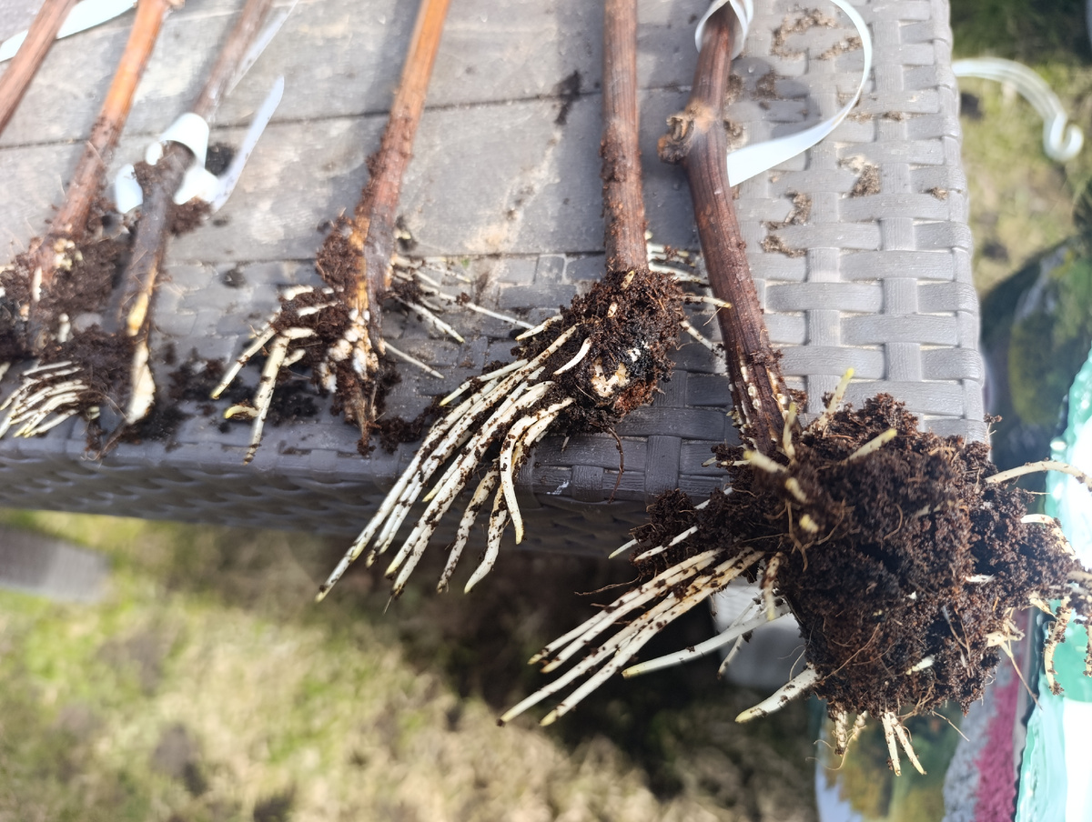 Укоренение чебуков винограда весной. Фото автора.