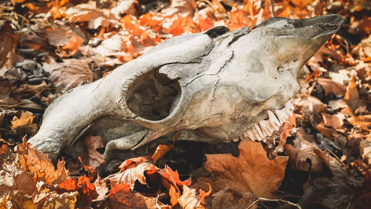     Источник: 1MI