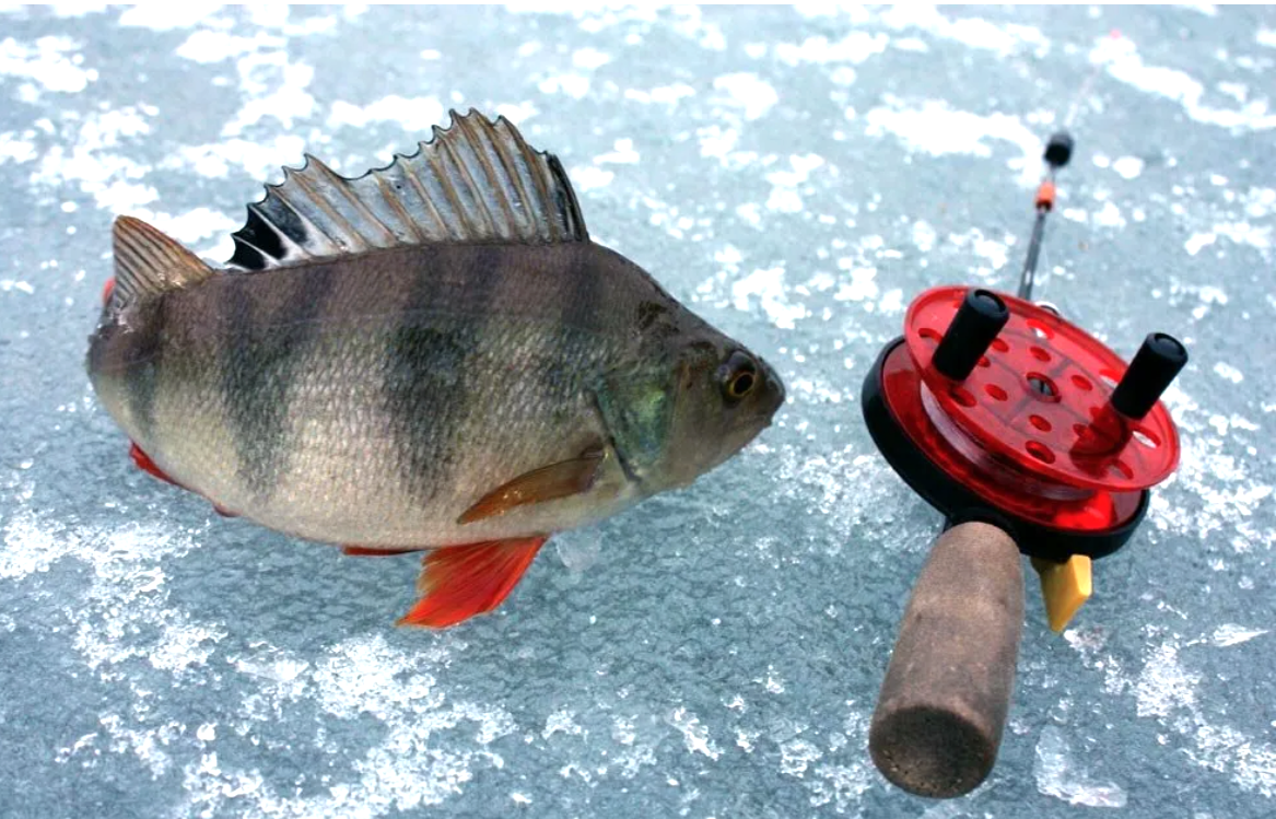 фото с ресурса Яндекс картинки