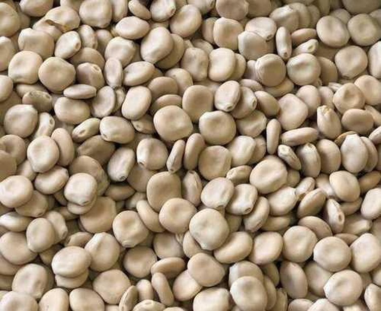    Семена люпина белого российского сорта после трехлетнего хранения проверили эксперты на всхожесть