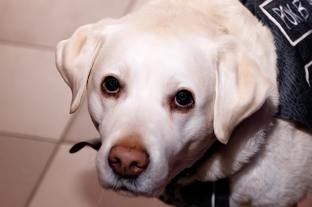    Любимая музыка и единая цель. В Кирове пройдёт фестиваль «Рок в защиту животных»