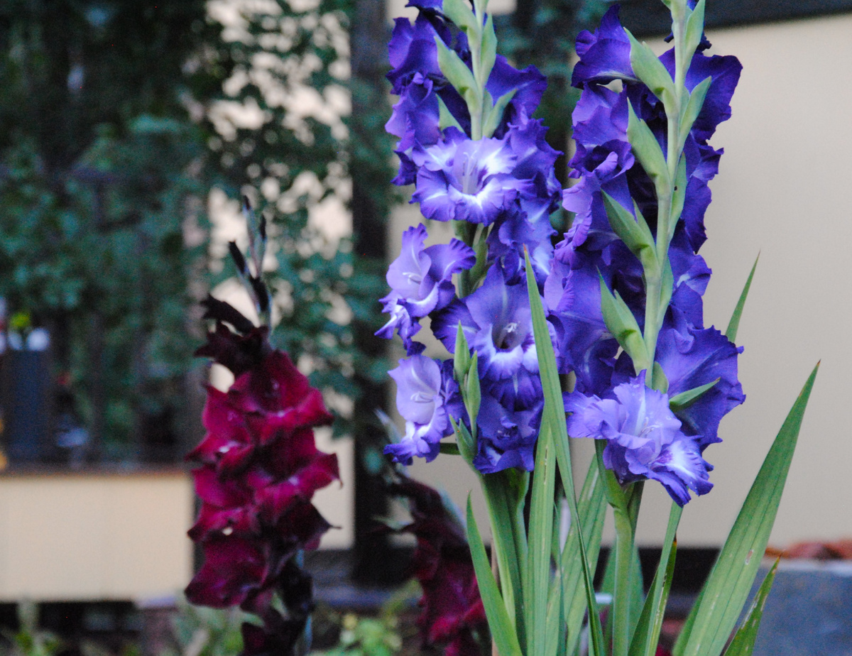 Гладиолусы в моем саду летом 2024 г