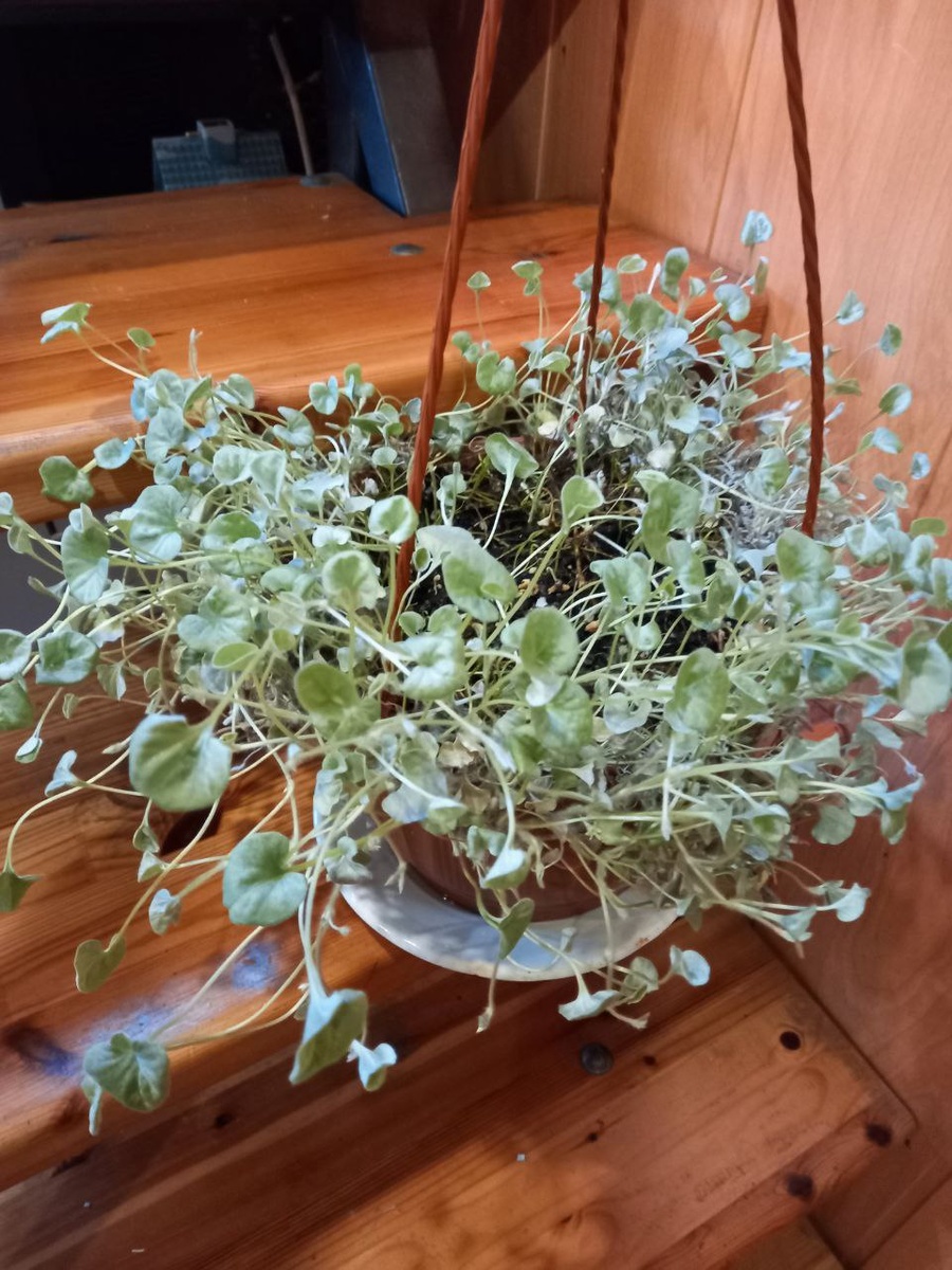 Дихондра теперь дома. Фото автора.