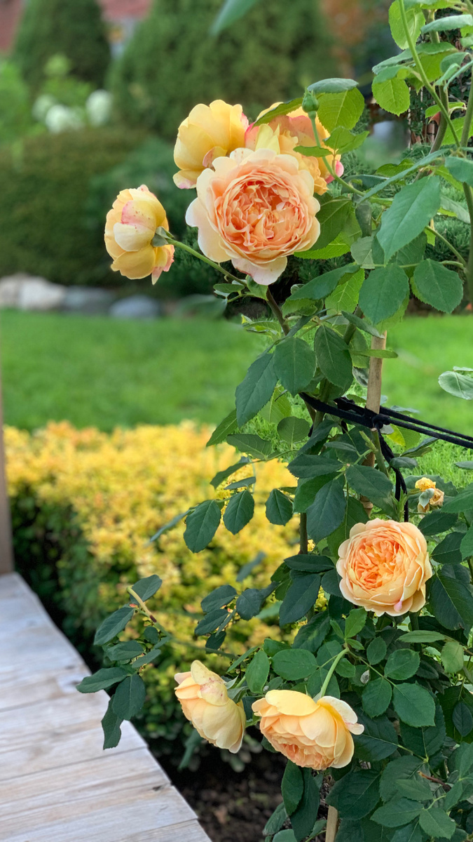 Голден селебрейшен 