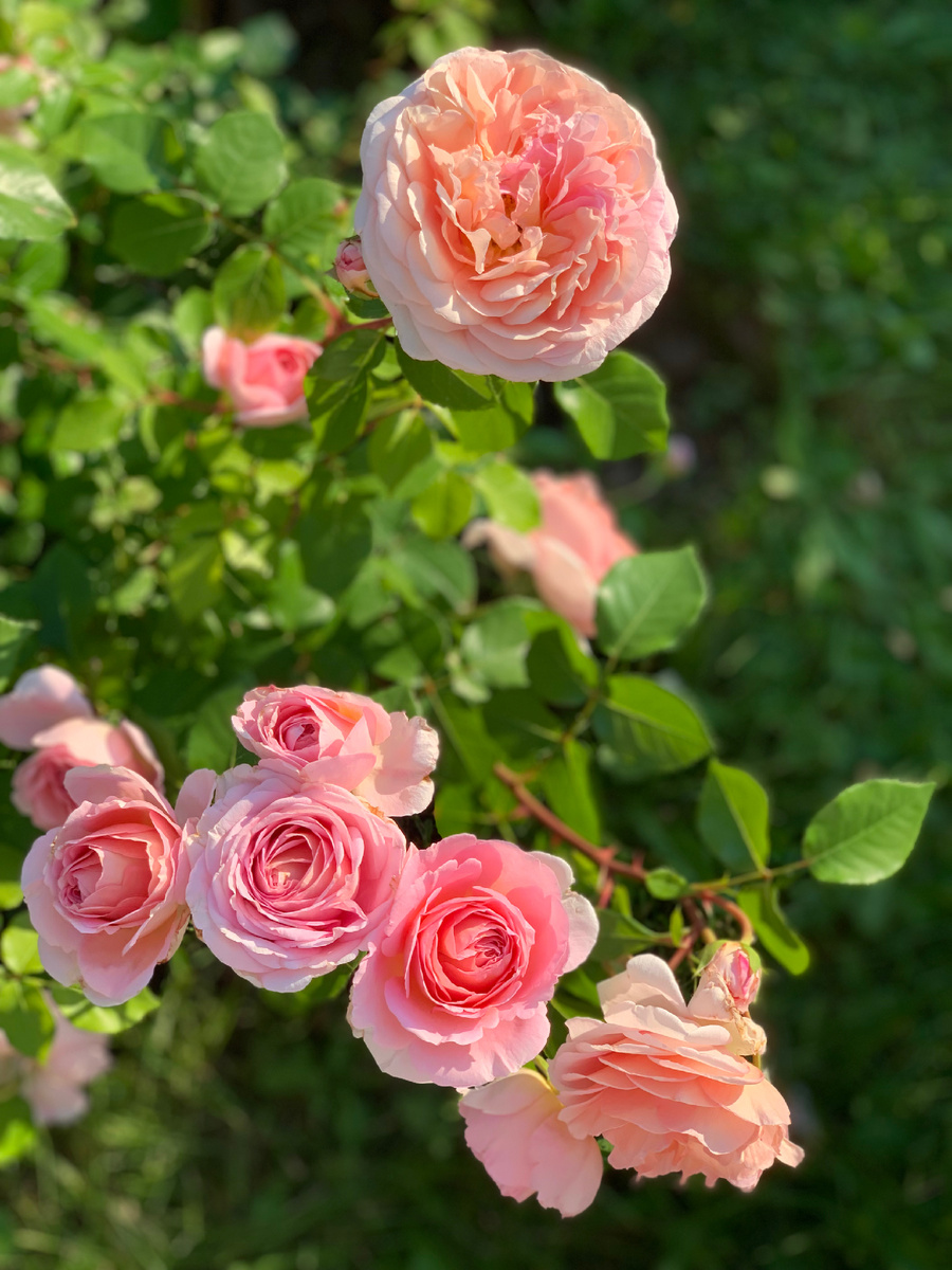 Абрахам дерби 