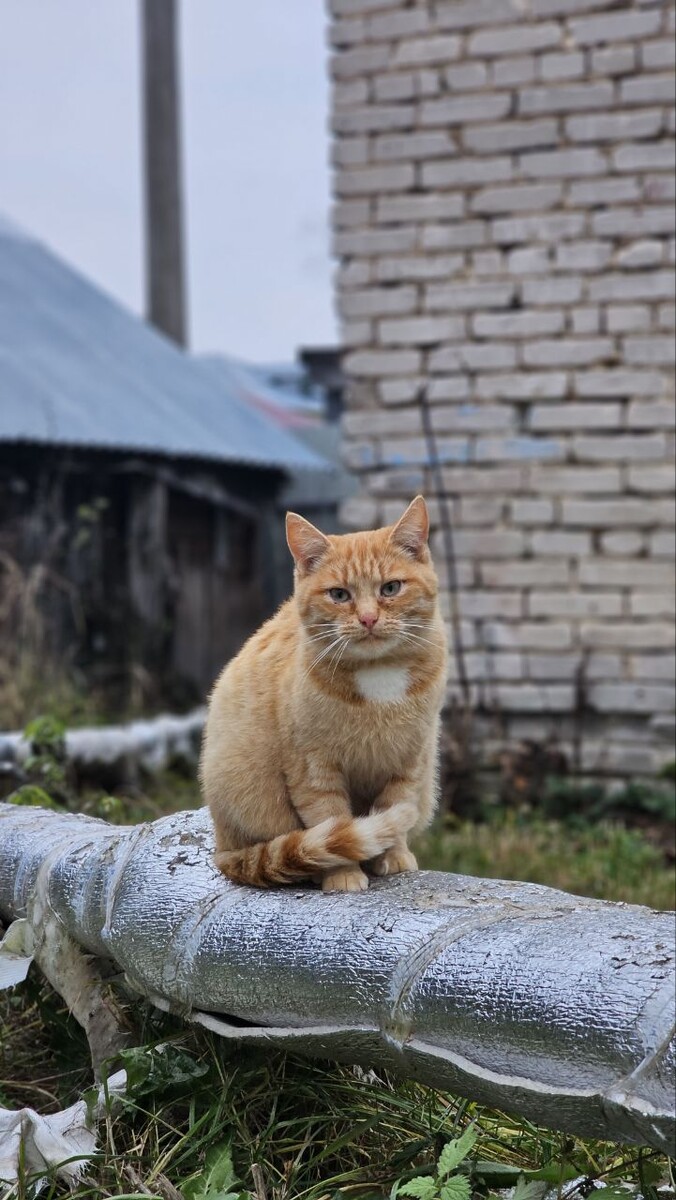 Рыжая девочка (точно девочка, проверила). Не часто рыжими бывают кошки, чаще - это коты