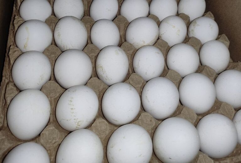    Через Оренбуржье пытались незаконно вывезти более 46 тысяч куриных яиц в Казахстан Кристина Просвиркина