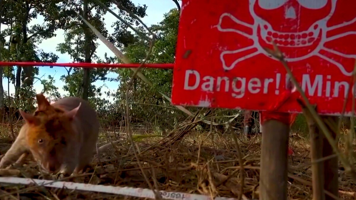 Автор: В. Панченко