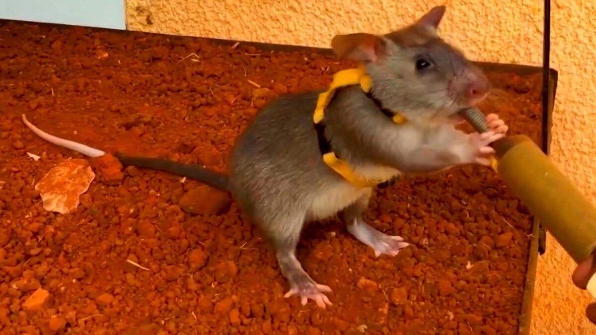 Автор: В. Панченко