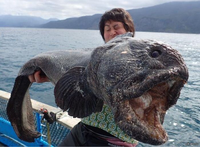 Источник Яндекс Картинки.