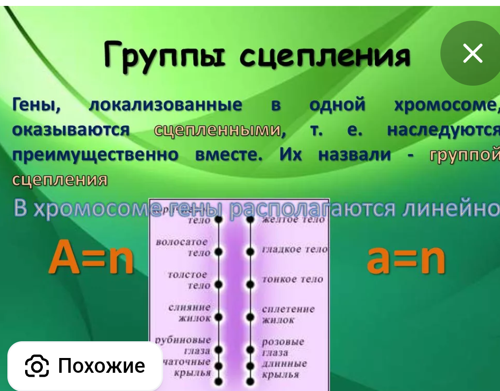 Примеры групп сцепления, расположенных линейно в хромосоме