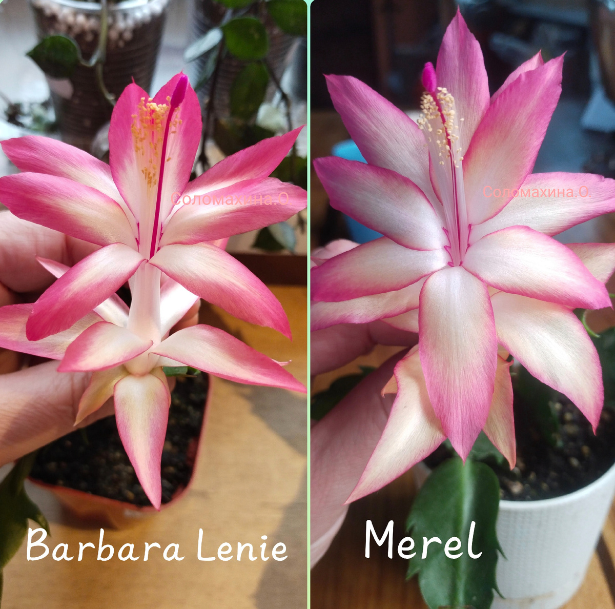 Шикарные сорта😍