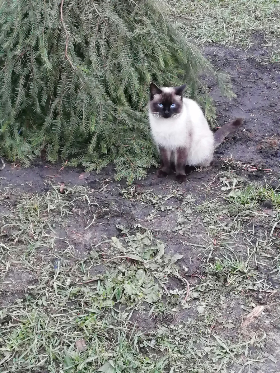 Наша Федора 