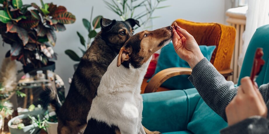 Фото: 123RF/zamrznutitonovi666 