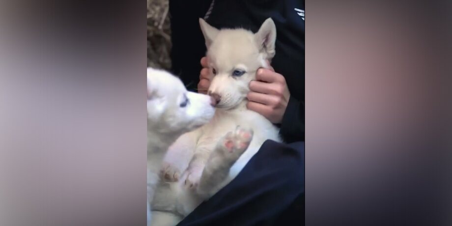 Фото: vk.com/Парк отдыха Зооферма Шихово 