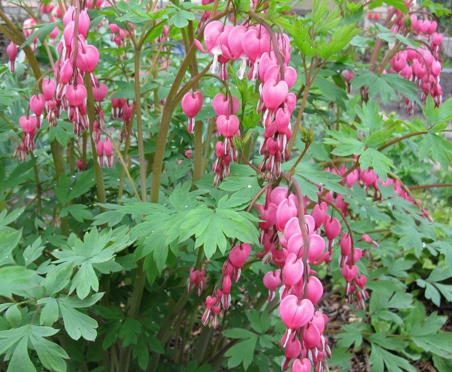 Дицентра великолепная.
