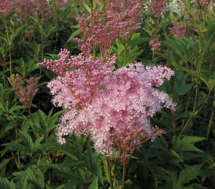 Лабазник пурпурный.