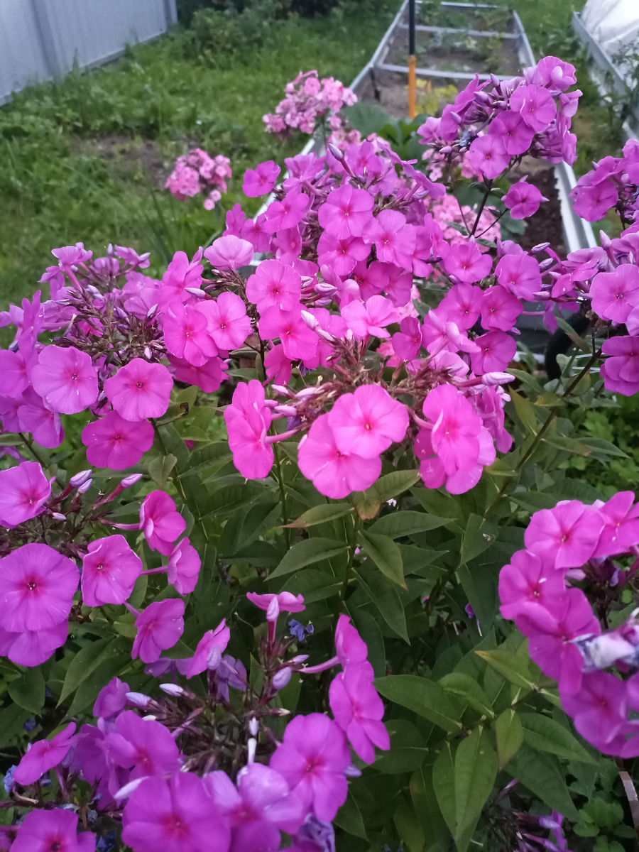 Фото автора. Мои флоксы, привет из лета
