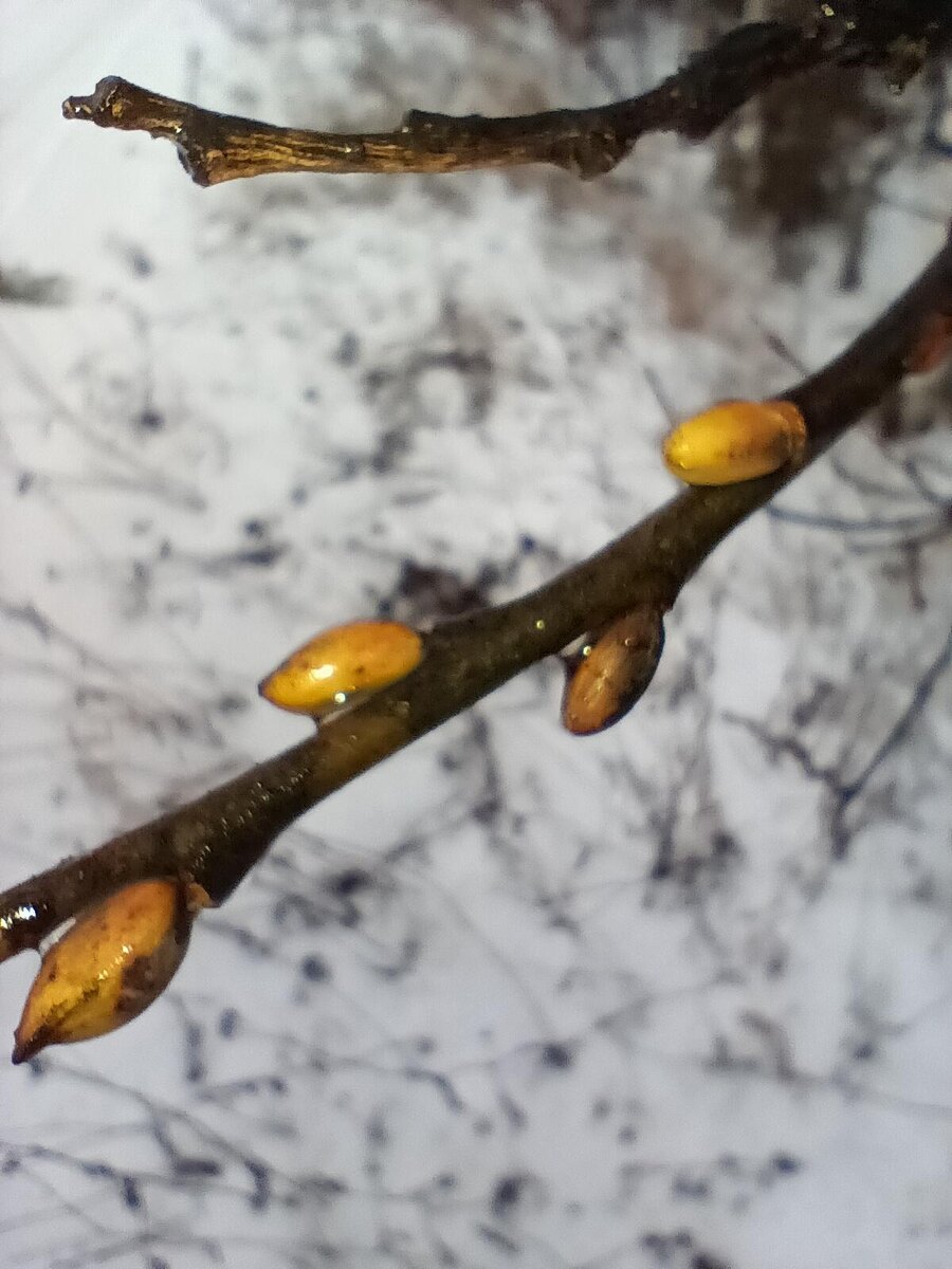 Однако, почки распускаются)