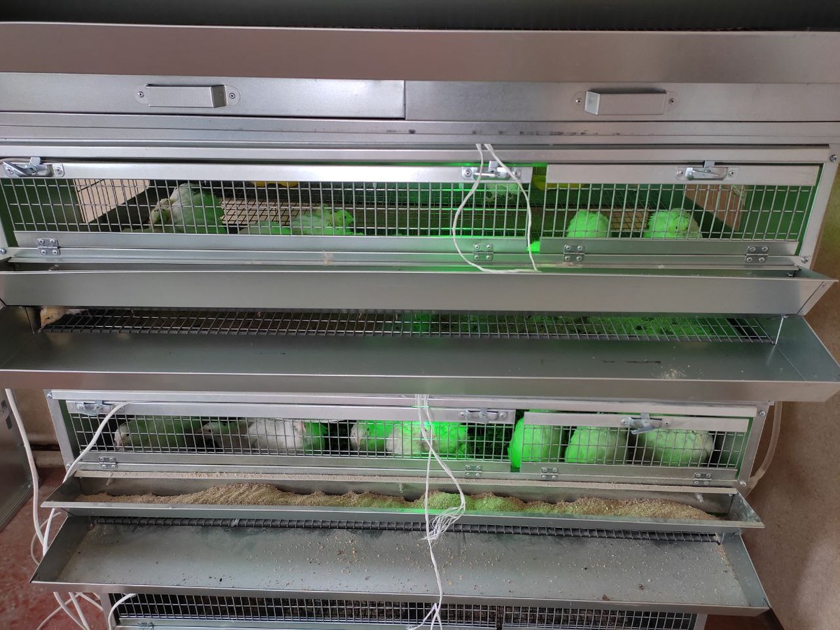 Клетки для перепелов "Сомино 98" на 50 голов